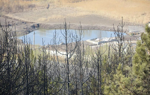 В Краматорске произошло масштабное возгорание хвойного леса (фото) - фото 5
