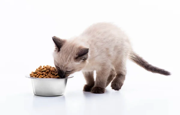 Сколько раз в день нужно кормить кота