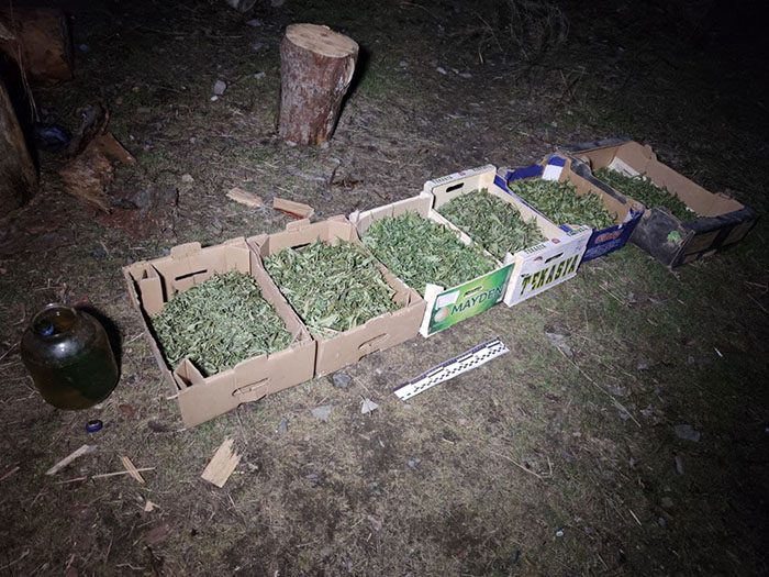marihuana2