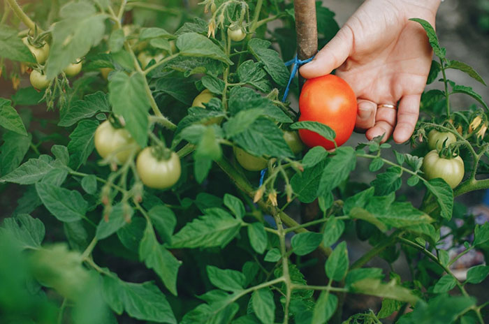 Как правильно применять Миравис: советы для дачников